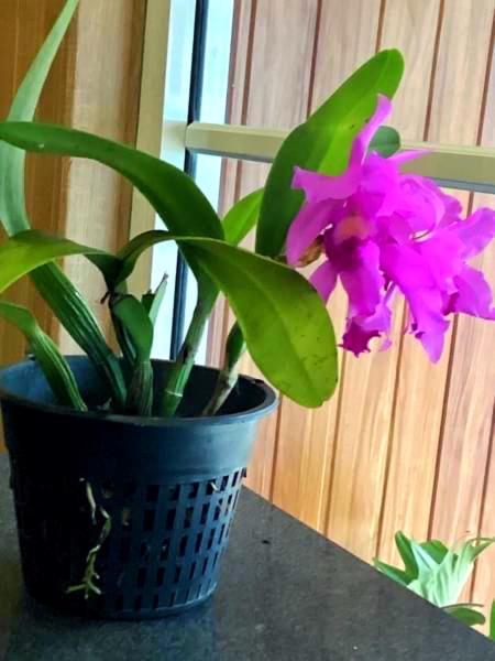Grand Orchid Residence Kandy Luaran gambar